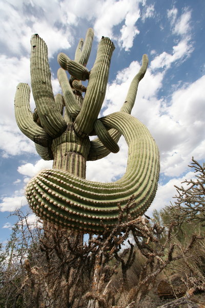 Sendero Esperanza Hiking Trail, Picture Rocks, Arizona