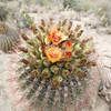 Flowering cactus!