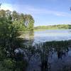 Blackwell Swamp
