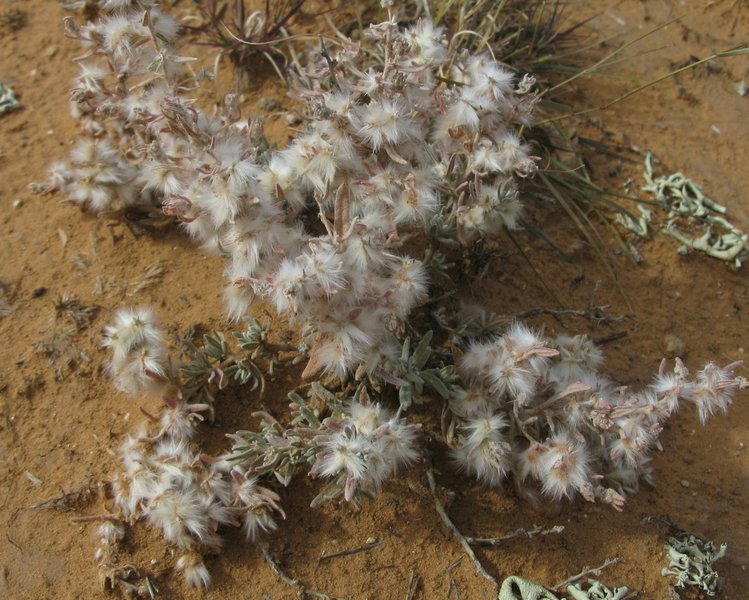 Fluffy seeds on a ground hugging plant seen in October.