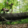Hurdling one of the bigger downed trees across the Dry Prong. It was fun.