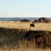 There are deer in the Badlands.