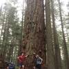 The 1100 year old fir, and a couple of old runners thrown in to add perspective