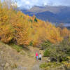 Larch forest above Arrowtown