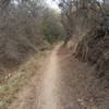Singletrack in Canyon Hollow