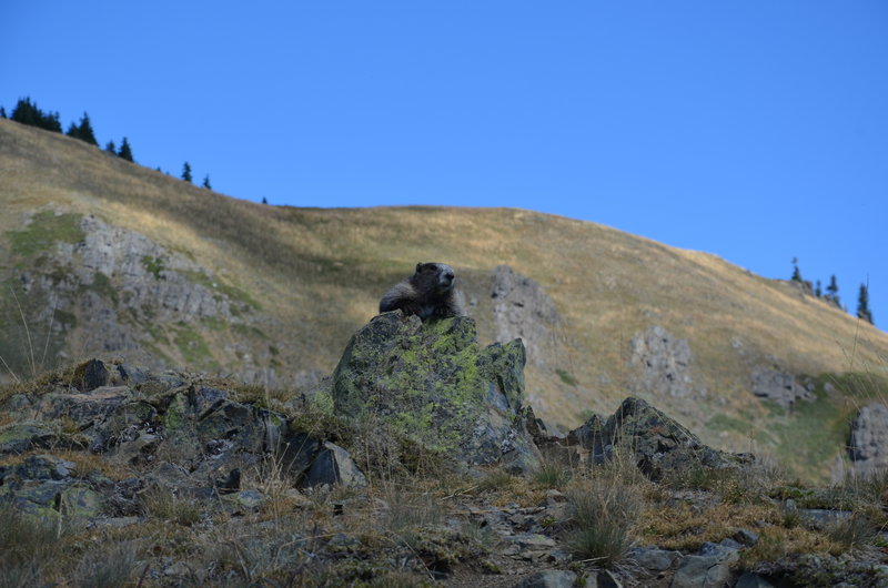 Marmot on the Hurricane Hill Trail