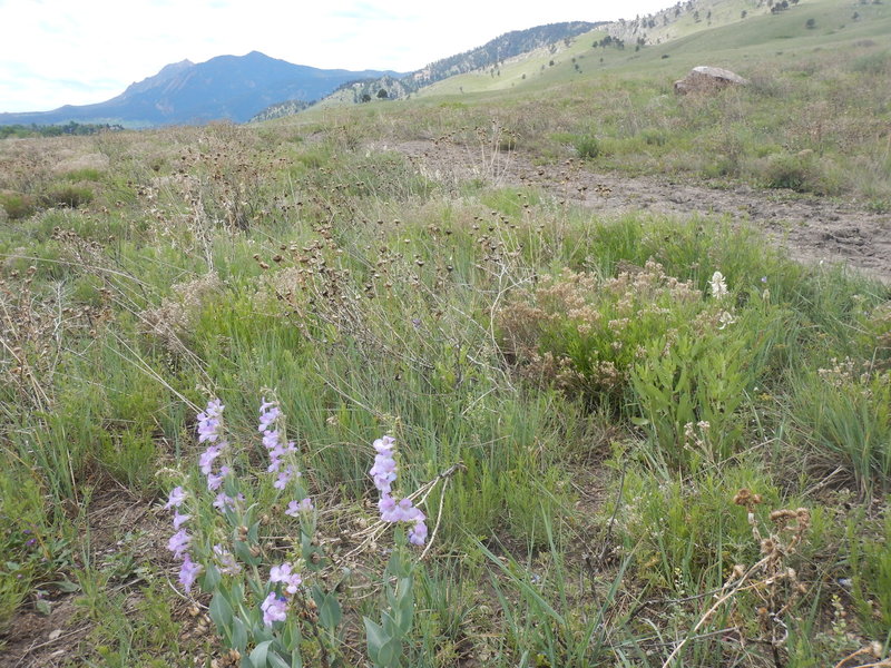 Scrubby grasses and wildflowers along the Old Kiln Trail