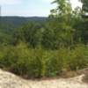 The View