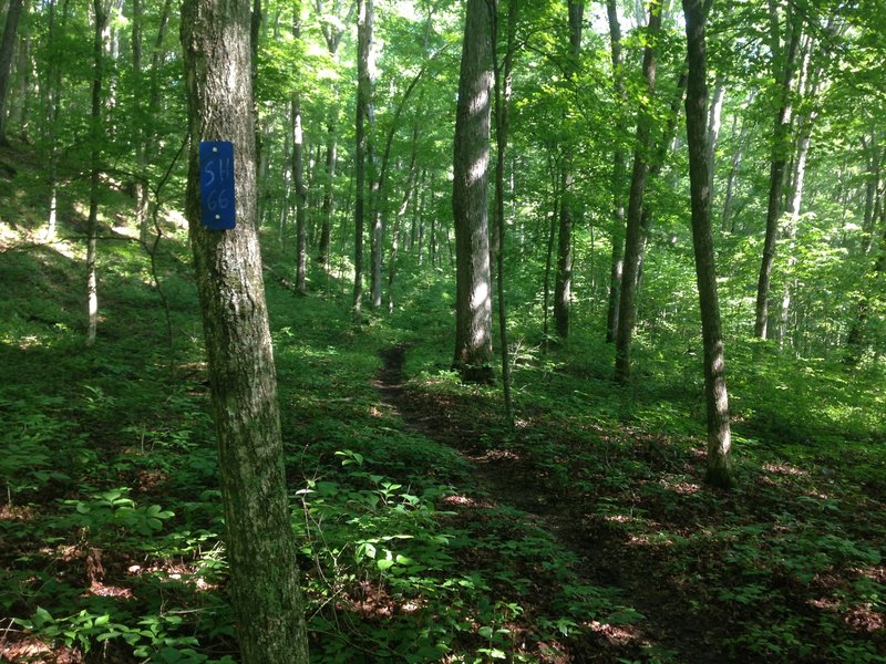 Sal Hollow blaze and uphill section
