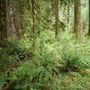 Hoh River mosses and ferns (photo by Reba Bear)