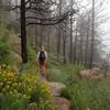 Rainy day on Greyrock Mountain.