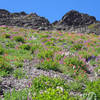 Wildflowers along the Obstruction Point - Deer Park trail.