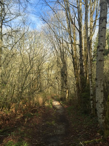 The East Fork Trail is wooded