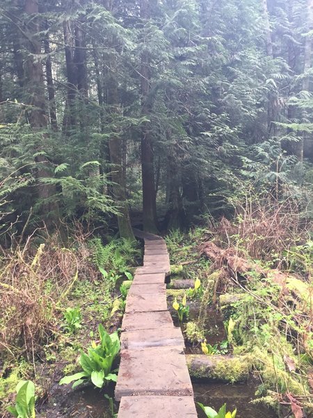 Bridge on Shy Bear Trail