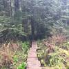 Bridge on Shy Bear Trail
