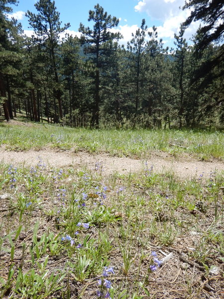 Wildflowers on either side of this trail