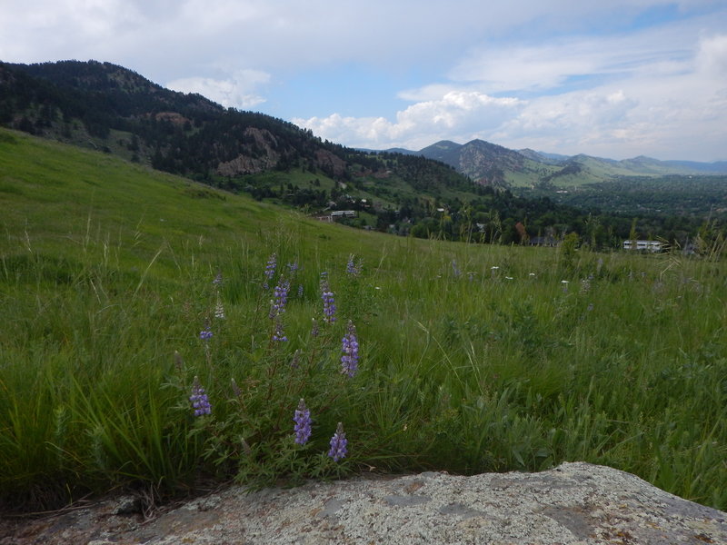 The fields of Chautauqua are home to many varieties of wildflowers