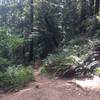 Beginning of French Trail after dropping down Madrone trail.