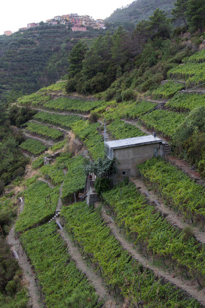 Forlini Cappellini vineyards and the hamlet of Volastra