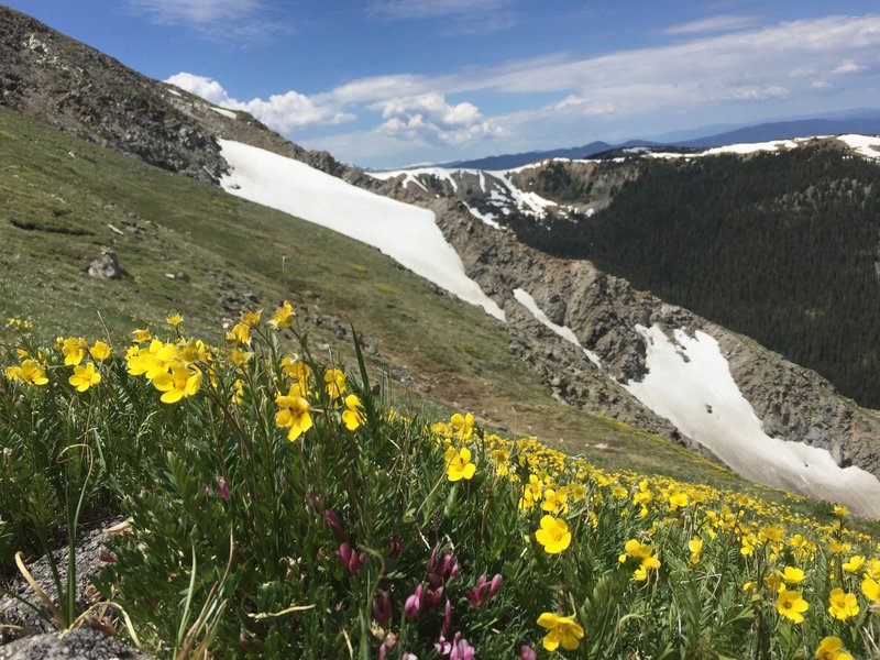 Flowers and views along the Byers peak trail