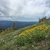 Flowers and north views of Indian Peaks from Byers Peak trail
