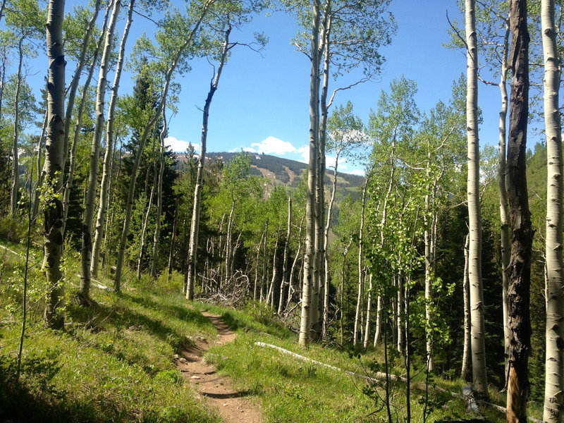 Nice views through the sparse aspen forest