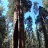 Congress Trail, Sequoia National Park