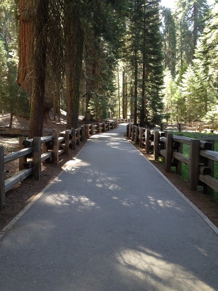 congress trail sequoia