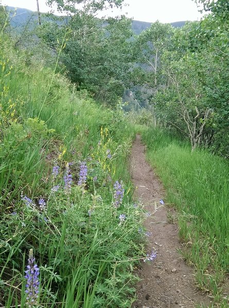 Lupine along the North Trail