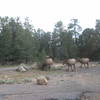 The locals of Mather Campground