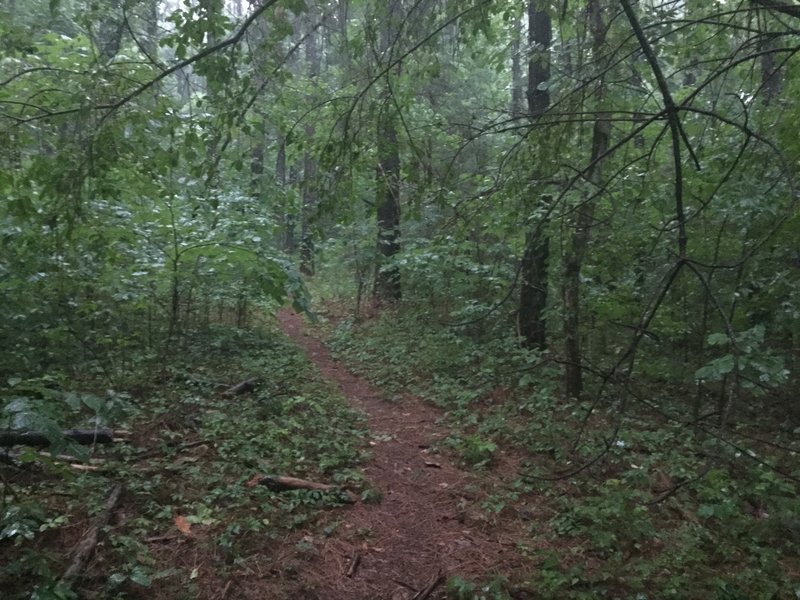 Pine straw covers the Piney Loop Trail