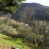 View of Groppo through the olive trees