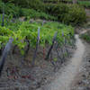 Vineyards along the trail