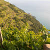 View of terraced vineyards and Manarola in the distance