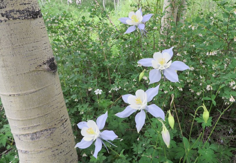 Columbine with Round-leaf Snowberry bush in the background on the right.