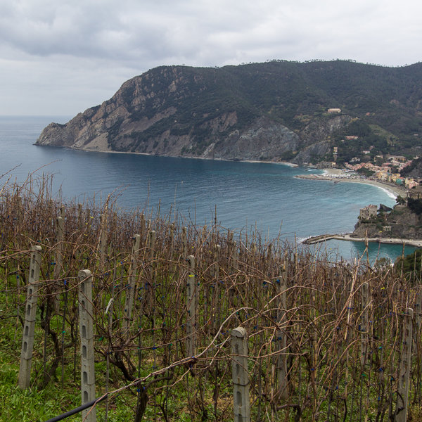 Vineyards above Monterosso