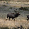 Elk in the RMNP meadow