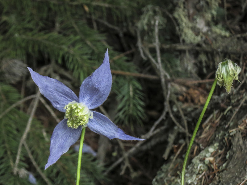 Clematis growing along the North Boundary Trail