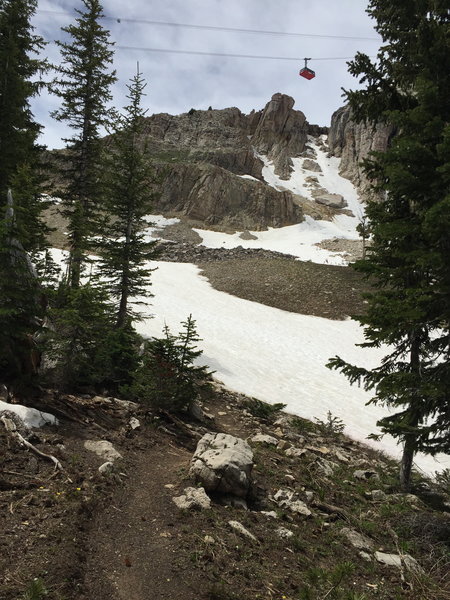 On the Cirque Trail in the Tensleep Woods section (late spring), looking up at Corbet's Couloir and the Aerial Tram