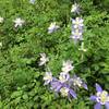 A lovely display of Rocky Mountain Columbine - our state flower.