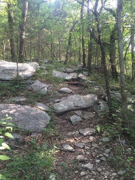 The rocky start of the Harris Trail