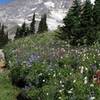 Field of flowers heading up to Panorama Point (photo by Frank Kovalchek)
