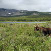 Moose just off the road on way back to parking lot