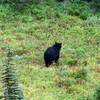 Black bear foraging near Dead Horse Creek (photo by Steve Cyr)