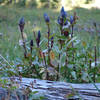 Mountain Bog Gentian along the High Lakes Trail (photo by NPS)