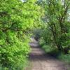 A beautiful section of trail through some trees, especially in early summer or late fall