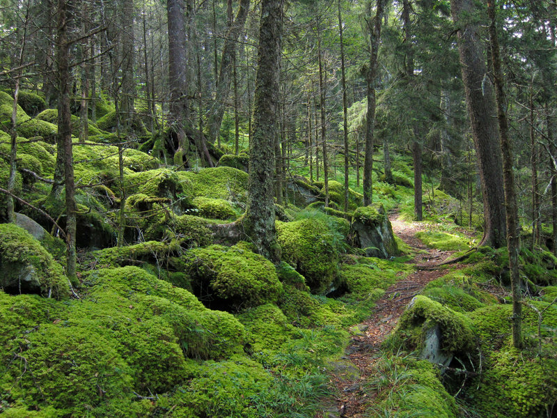 best day hikes in the smokies