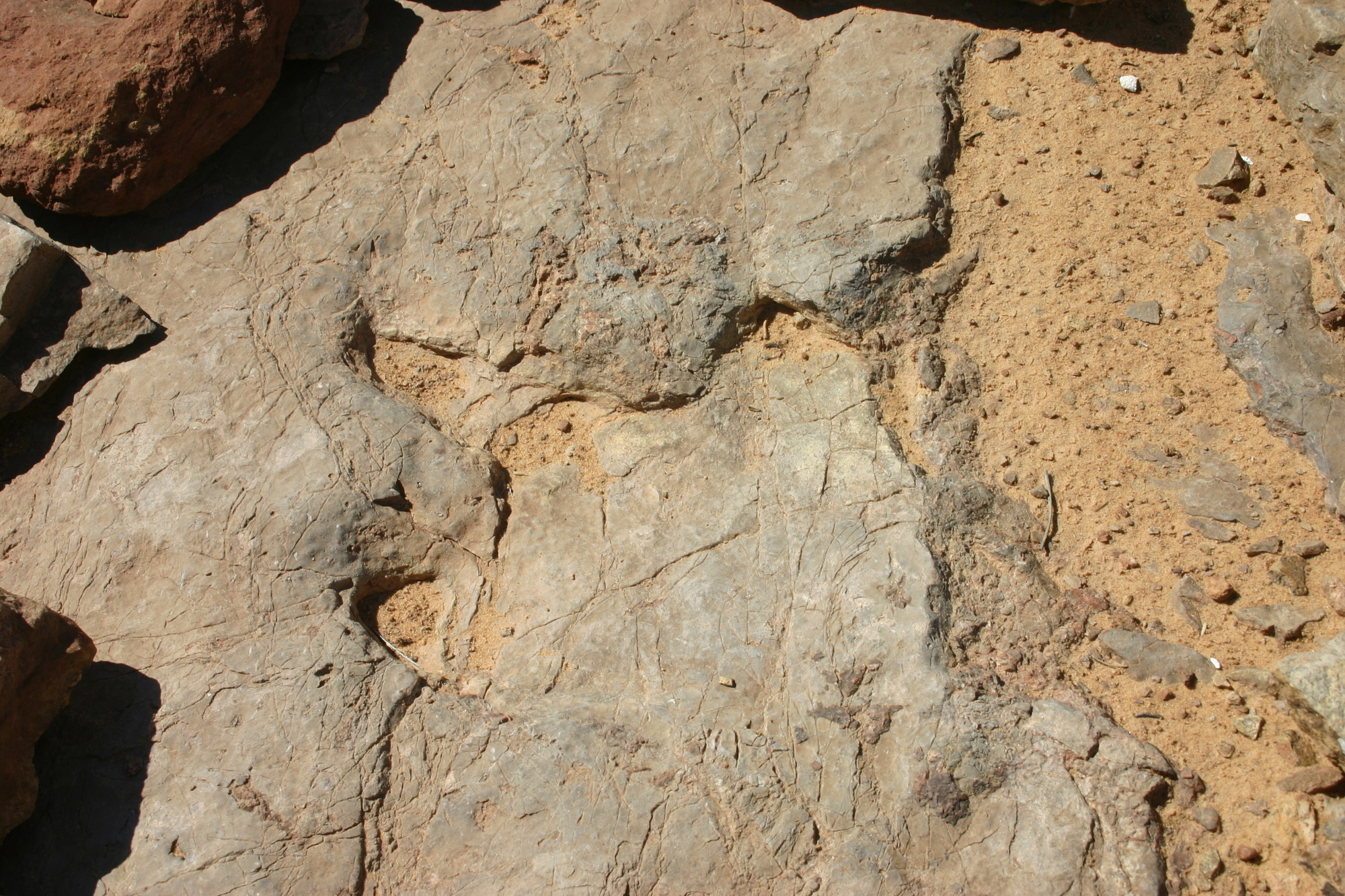 dinosaur track