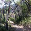 Pine Ridge Trail