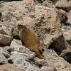 The lumbering marmot